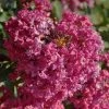 Lagerstroemia Indica Summer Beauty Velma's Royal Delight - Lilas Des Indes -Promesse Fleurs Boutique lagerstroemia indica summer beauty velma s royal delight 85959 1