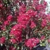 Lagerstroemia Indica Summer Charm Arapaho - Lilas Des Indes 2 Lagerstroemia Indica Summer Charm Arapaho - Lilas Des Indes -Promesse Fleurs Boutique lagerstroemia indica summer charm arapaho 85953 1