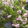 Lagerstroemia Indica Summer Charm Hopi - Lilas Des Indes -Promesse Fleurs Boutique lagerstroemia indica summer charm hopi 85954 1