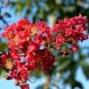 Lagerstroemia Indica Summer Charm Tuscarora - Lilas Des Indes -Promesse Fleurs Boutique lagerstroemia indica summer charm tuscarora 85955 1