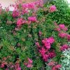 Lagerstroemia Mimie Fuchsia - Lilas De Indes Couvre-sol 1 Lagerstroemia Mimie Fuchsia - Lilas De Indes Couvre-sol -Promesse Fleurs Boutique lagerstroemia mimie fuchsia 85803 1