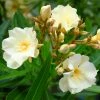 Laurier Rose Luteum Plenum - Nerium Oleander 2 Laurier Rose Luteum Plenum - Nerium Oleander -Promesse Fleurs Boutique laurier rose luteum plenum nerium oleander copyright 870561 1