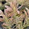 Leucadendron Jester -Promesse Fleurs Boutique leucadendron Jester IF 16677 1