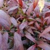 Leucothoe Walteri Royal Ruby 2 Leucothoe Walteri Royal Ruby -Promesse Fleurs Boutique leucothoe walteri royal ruby 1002651 1