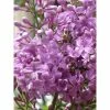 Lilas - Syringa Chinensis Saugeana 2 Lilas - Syringa Chinensis Saugeana -Promesse Fleurs Boutique lilas saugeana 3922