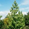Liquidambar Styraciflua Thea - Copalme D'Amérique 1 Liquidambar Styraciflua Thea - Copalme D'Amérique -Promesse Fleurs Boutique liquidambar styraciflua thea 84140 1
