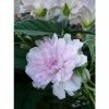Liseron Du Japon Grimpant Flore Pleno - Calystegia Hederacea 2 Liseron Du Japon Grimpant Flore Pleno - Calystegia Hederacea -Promesse Fleurs Boutique liseron du japon grimpant flore pleno 87689 1