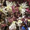 Loropetalum Chinense Ruby Snow -Promesse Fleurs Boutique loropetalum chinense ruby snow 86120 1