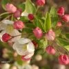 Pommier D'ornement - Malus Perpetu Evereste -Promesse Fleurs Boutique malus perpetu evereste 7873 1