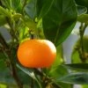Mandarinier - Citrus Deliciosa - Agrumes -Promesse Fleurs Boutique mandarinier 4