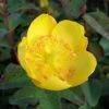 Hypericum Dummeri Peter Dummer - Millepertuis -Promesse Fleurs Boutique millepertuis hypericum dummeri peter dummer 7540 1