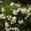 Laurier Rose - Nerium Oleander Blanc