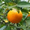 Oranger - Citrus Sinensis - Agrumes -Promesse Fleurs Boutique oranger