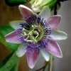 Passiflora Allardii - Fleur De La Passion -Promesse Fleurs Boutique passiflora allardii 87026 1