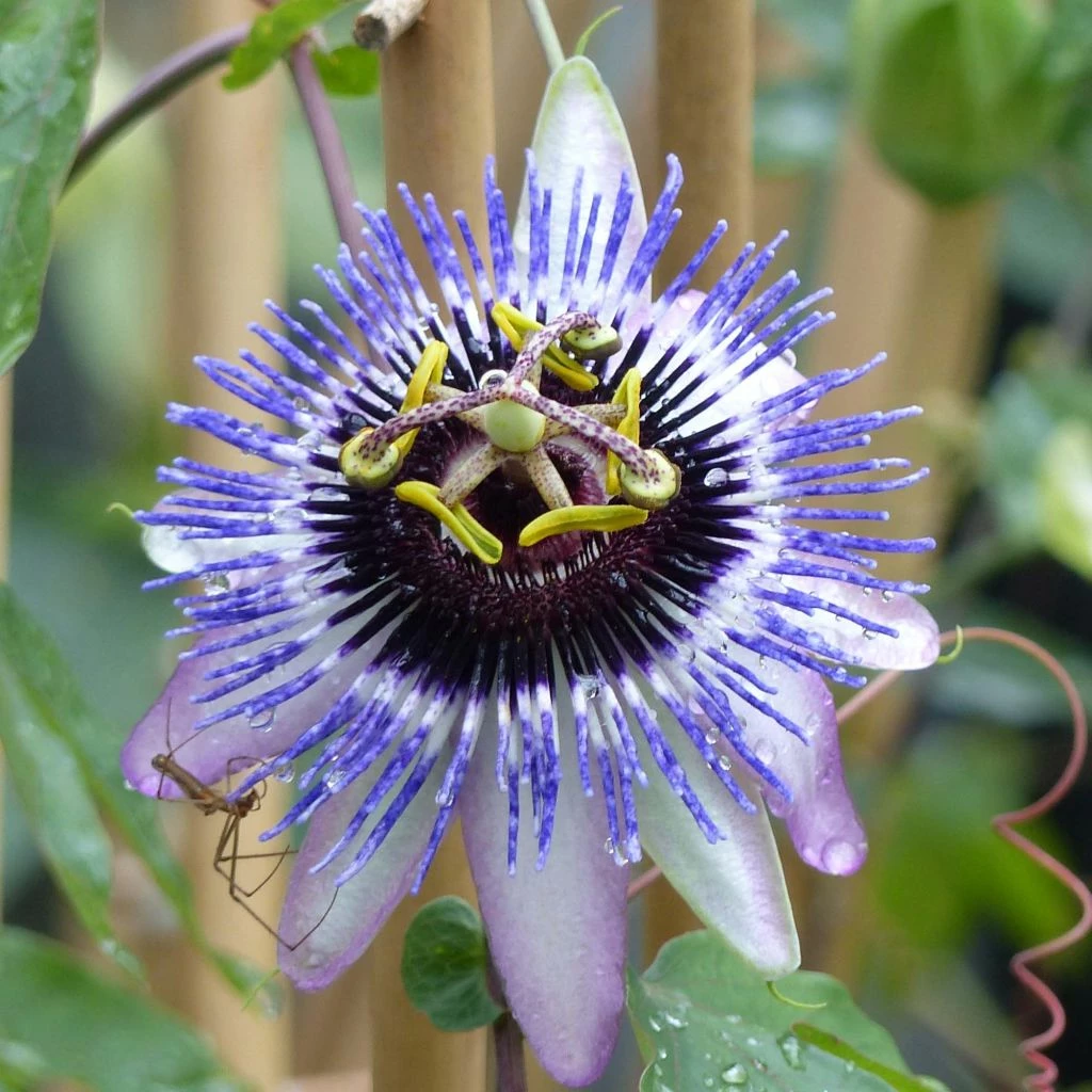 Passifore Damsel's Delight - Fleur De La Passion 3 Passifore Damsel's Delight - Fleur De La Passion