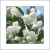 Seringat Blanc - Philadelphus Albâtre 2 Seringat Blanc - Philadelphus Albâtre -Promesse Fleurs Boutique philadelphus albatre 84187 1