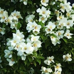 Seringat Des Jardins - Philadelphus Belle Etoile