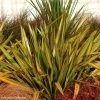 Lin De Nouvelle-Zélande - Phormium Apricot Queen