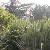 Phormium Tenax - Lin De Nouvelle-Zélande -Promesse Fleurs Boutique phormium tenax 835162 1