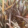Phormium Tenax Purpureum - Lin De Nouvelle-Zélande -Promesse Fleurs Boutique phormium tenax purpureum pot de 3l 83517 1