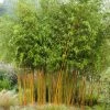 Bambou Jaune - Phyllostachys Aureosulcata Aureocaulis -Promesse Fleurs Boutique phyllostachys aureosulcata aureocaulis 7816702 1