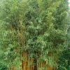 Phyllostachys Vivax Aureocaulis - Bambou Géant 2 Phyllostachys Vivax Aureocaulis - Bambou Géant -Promesse Fleurs Boutique phyllostachys vivax aureocaulis 84917 1