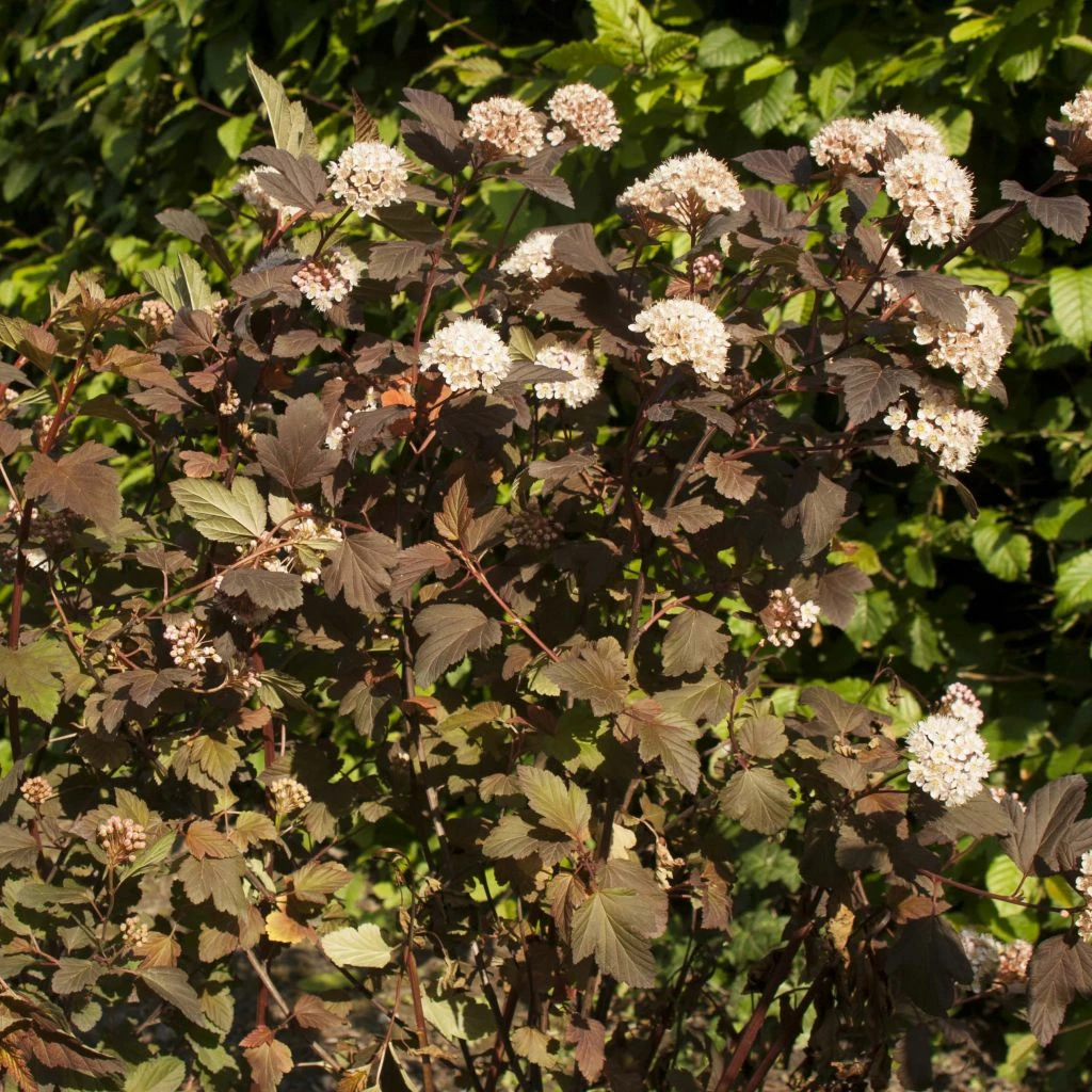 Physocarpus Opulifolius Diable D'Or - Physocarpe à Feuilles Cuivre 3 Physocarpus Opulifolius Diable D'Or - Physocarpe à Feuilles Cuivre