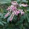 Andromède Du Japon - Pieris Pink Passion -Promesse Fleurs Boutique pieris pink passion 83571 1