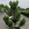 Pin - Pinus Heldreichii Satellit -Promesse Fleurs Boutique pinus heldreichii satellit 100785 1