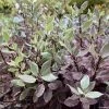 Pittosporum Tenuifolium Bannow Bay -Promesse Fleurs Boutique pittosporum bannow bay IF 15354 1