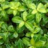 Pittosporum Tenuifolium Golden Ball 2 Pittosporum Tenuifolium Golden Ball -Promesse Fleurs Boutique pittosporum tenuifolium golden ball 85615 1 1