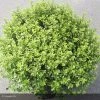 Pittosporum Tenuifolium Midget 1 Pittosporum Tenuifolium Midget -Promesse Fleurs Boutique pittosporum tenuifolium midget 15119 1