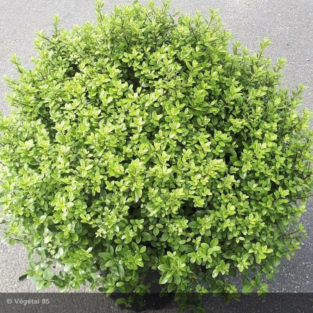 Pittosporum Tenuifolium Midget 3 Pittosporum Tenuifolium Midget