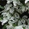 Pittosporum Tenuifolium Elisabeth 2 Pittosporum Tenuifolium Elisabeth -Promesse Fleurs Boutique pittosporum tenuifolium elisabeth