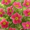Potentilla Fruticosa Danny Boy - Potentille Arbustive à Fleurs Simples Rose Framboise -Promesse Fleurs Boutique potentilla danny boy copyright plantipp 2