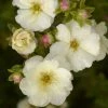 Potentille Arbustive - Potentilla Fruticosa Double Punch Cream 1 Potentille Arbustive - Potentilla Fruticosa Double Punch Cream -Promesse Fleurs Boutique potentilla fruticosa double punch cream 100806 1