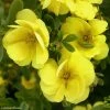 Potentille Arbustive - Potentilla Fruticosa Double Punch Gold 2 Potentille Arbustive - Potentilla Fruticosa Double Punch Gold -Promesse Fleurs Boutique potentilla fruticosa double punch gold 100807 1