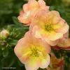 Potentille Arbustive - Potentilla Fruticosa Double Punch Peach -Promesse Fleurs Boutique potentilla fruticosa double punch peach 100809 1