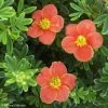 Potentille Arbustive - Potentilla Fruticosa Red'issima -Promesse Fleurs Boutique potentilla fruticosa red issima 100815 1