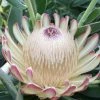 Protea Susara - Protée Hybride -Promesse Fleurs Boutique protea susara 83443 2