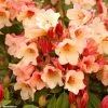 Rhododendron Jingle Bells - Rhododendron Nain -Promesse Fleurs Boutique rhodo jingle bells 80479 1