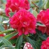 Rhododendron Arboreum Rouge - Grand Rhododendron 1 Rhododendron Arboreum Rouge - Grand Rhododendron -Promesse Fleurs Boutique rhododendron arboreum rubrum 80474 1