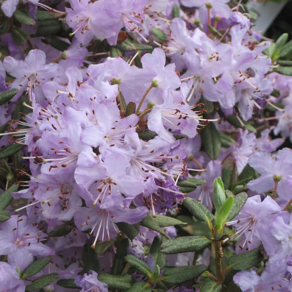 Rhododendron Blue Silver - Rhododendron Nain 3 Rhododendron Blue Silver - Rhododendron Nain