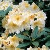 Rhododendron Champagne - Grand Rhododendron 1 Rhododendron Champagne - Grand Rhododendron -Promesse Fleurs Boutique rhododendron champagne 781706 1