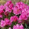Rhododendron Graziella - Grand Rhododendron 1 Rhododendron Graziella - Grand Rhododendron -Promesse Fleurs Boutique rhododendron graziella 781740 1