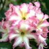 Rhododendron Melrose Flash - Grand Rhododendron 2 Rhododendron Melrose Flash - Grand Rhododendron -Promesse Fleurs Boutique rhododendron melrose flash 781743 1