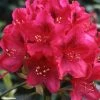 Rhododendron Nova Zembla - Grand Rhododendron -Promesse Fleurs Boutique rhododendron nova zembla 781747 1