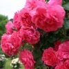 Rosier Grimpant Rosarium Uetersen -Promesse Fleurs Boutique rosarium uetersen 712842 3