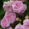 Rosier Ancien Pink Ghislaine De Féligonde -Promesse Fleurs Boutique rosier ancien pink ghislaine de feligonde 85821 1