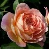 Rosier David Austin Lady Of Shalott -Promesse Fleurs Boutique rosier anglais lady of shalot 771463 1